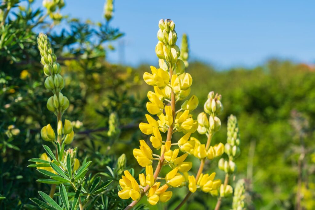 Coastal Yellow Bush Lupine 